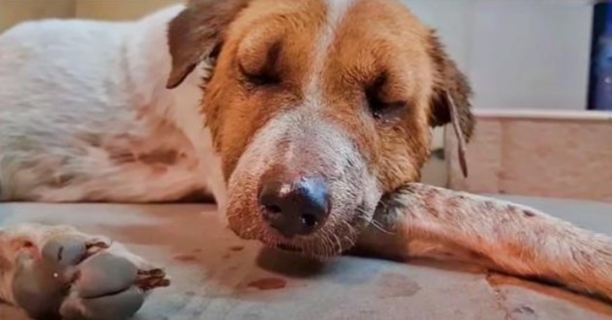 Stray Fought So Hard That She Fainted Against The Steps Of A Convenience Store