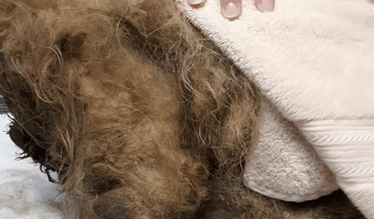 Dog Buried Under 15 Pounds Of Fur Is So Scared