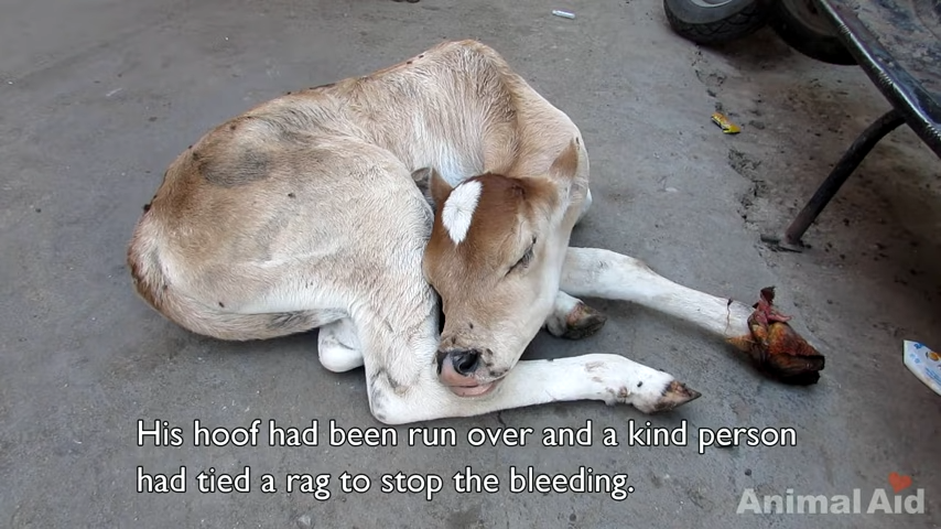 Mama Cow Refused to Leave Her Injured Baby’s Side