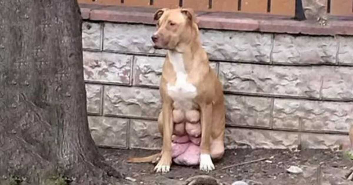 Pregnant Dog With Breasts About To Burst, Found Waiting For Owner Who Dumped Her