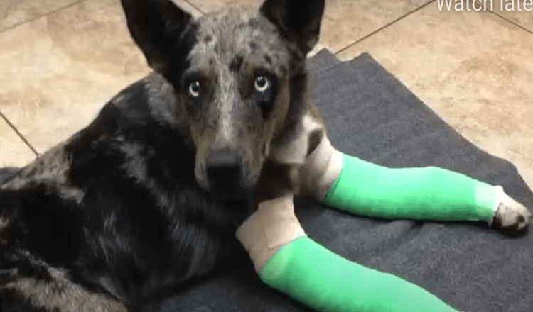 Dog With Two Broken Legs Staggers Up To Remote Park Ranger Station Looking For Help