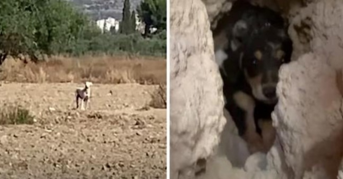 Mama Watched From A Distance As They Tried Taking The Puppies She Buried