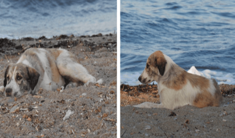 Stray Dog Who Chases After Woman On Beach Turns Out To Be A Treasure In Disguise