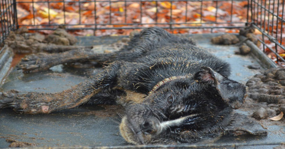 Dying Dog Found Locked Up In A Crate All Covered In Feces Gets Completely Transformed By Love