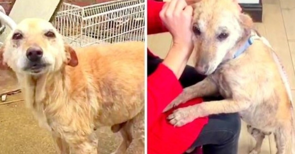 Vet Asked To Euthanize Unwanted Puppy, But The Sad Puppy Still Wants To Live