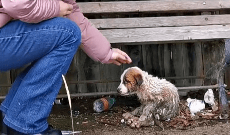 Woman Held Back Sobs As She Reached Out To Pup Caked In Mud & Waste