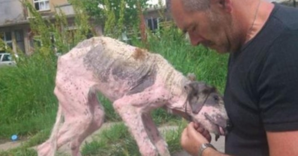 Man Gives Last-Ditch Effort To Save Street Dog On The Brink Of Death