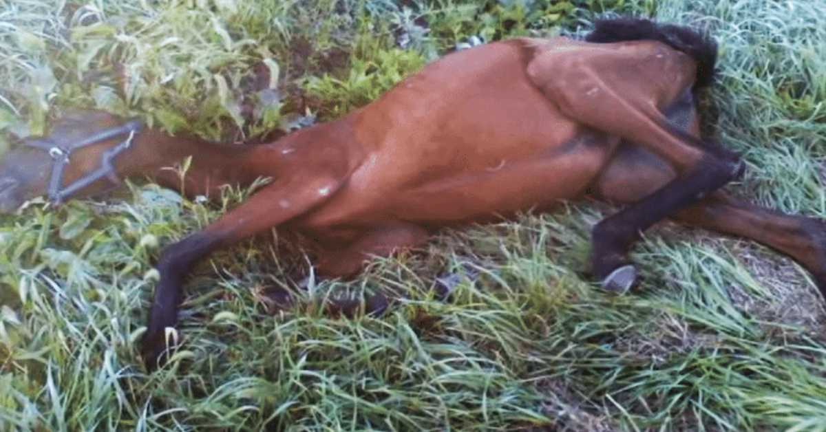 Starving Horse Found In A Ditch By Teenager, Then Life Is Never Like Before