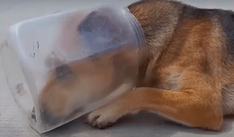 Desperately Exhausted Dog With Jar On Head Laid Down & Started To Suffocate