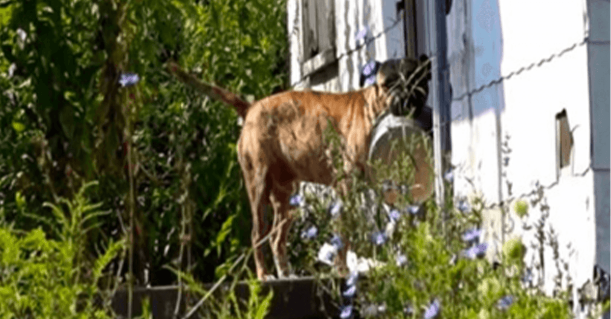 Abandoned Dog Carries Empty Bowl From Door To Door Hoping Someone Will Feed Him