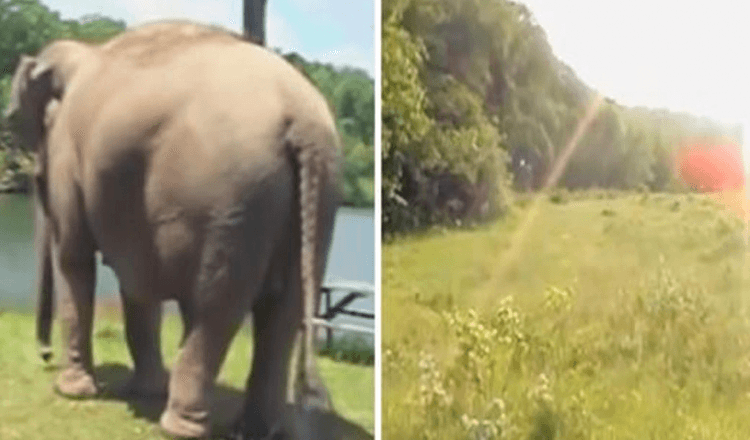 Elephant Waits Weeks For Doggy Best Friend To Return – Watch In Awe As They Reunite