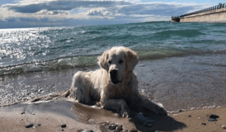 Heartbroken Dog Dad Shares Video Of Pup’s Final Walk