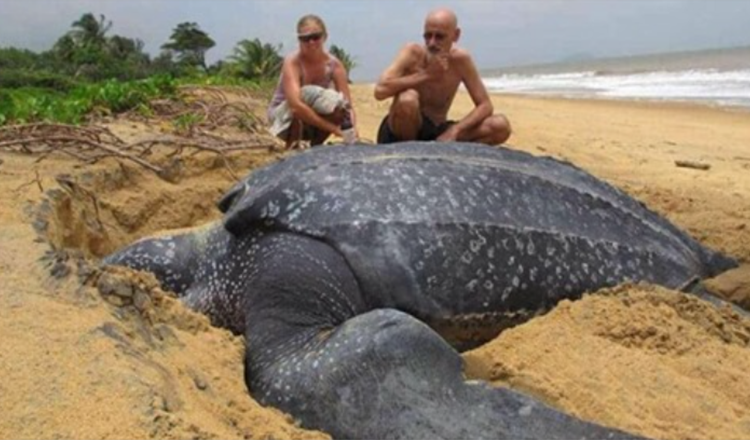 World’s Largest Sea Turtle Emerges From The Sea And It Is Mesmerizing