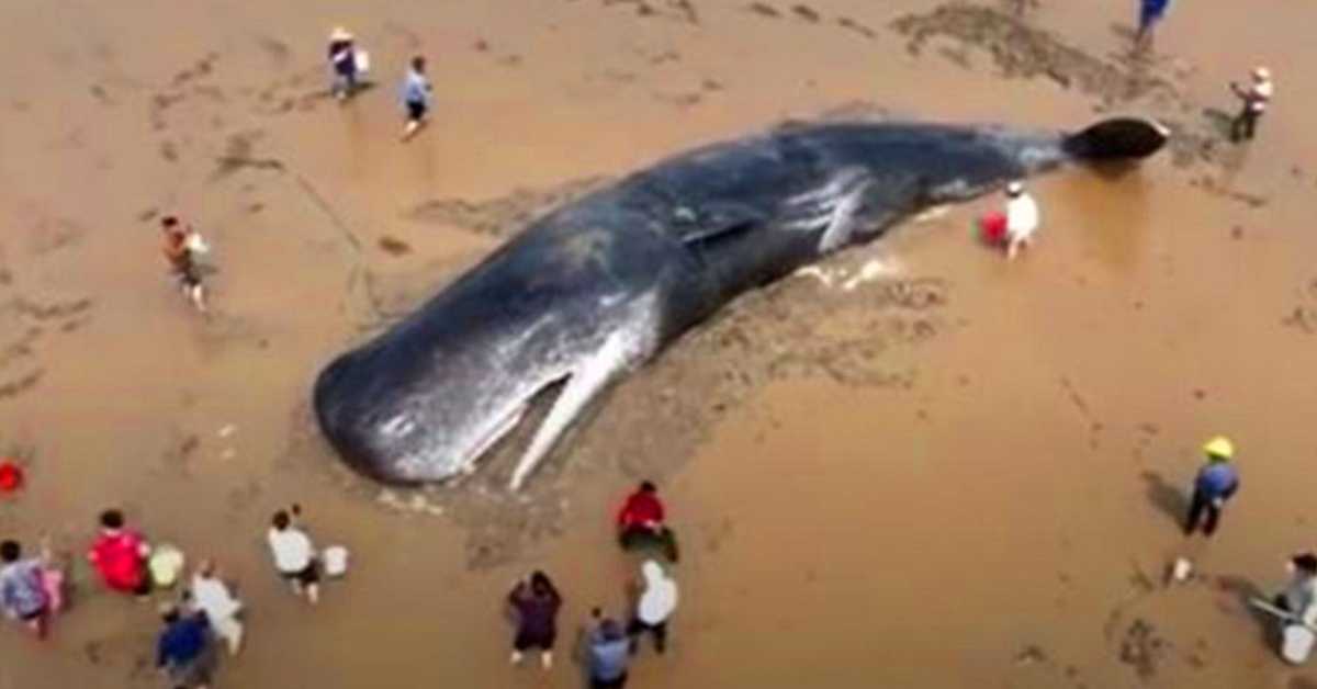 After 20 Hr Rescue Mission A Giant Sperm Whale Survives To Swim Another Day