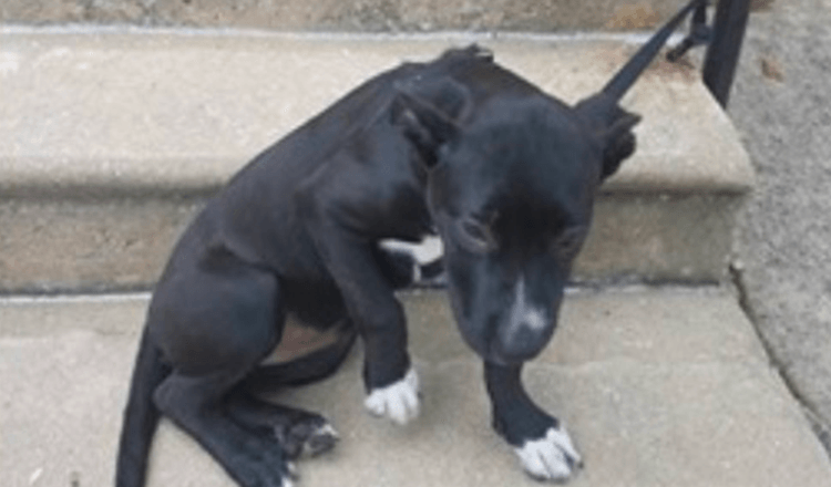 Man Found Dog Abandoned To A Railing Along With Pizza Slices And A Sad Note