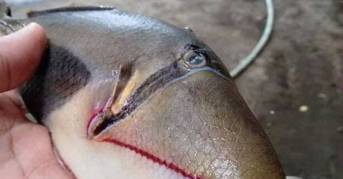 Startled To Catch “Weird” Fish With Teeth And Mouth Like A Human