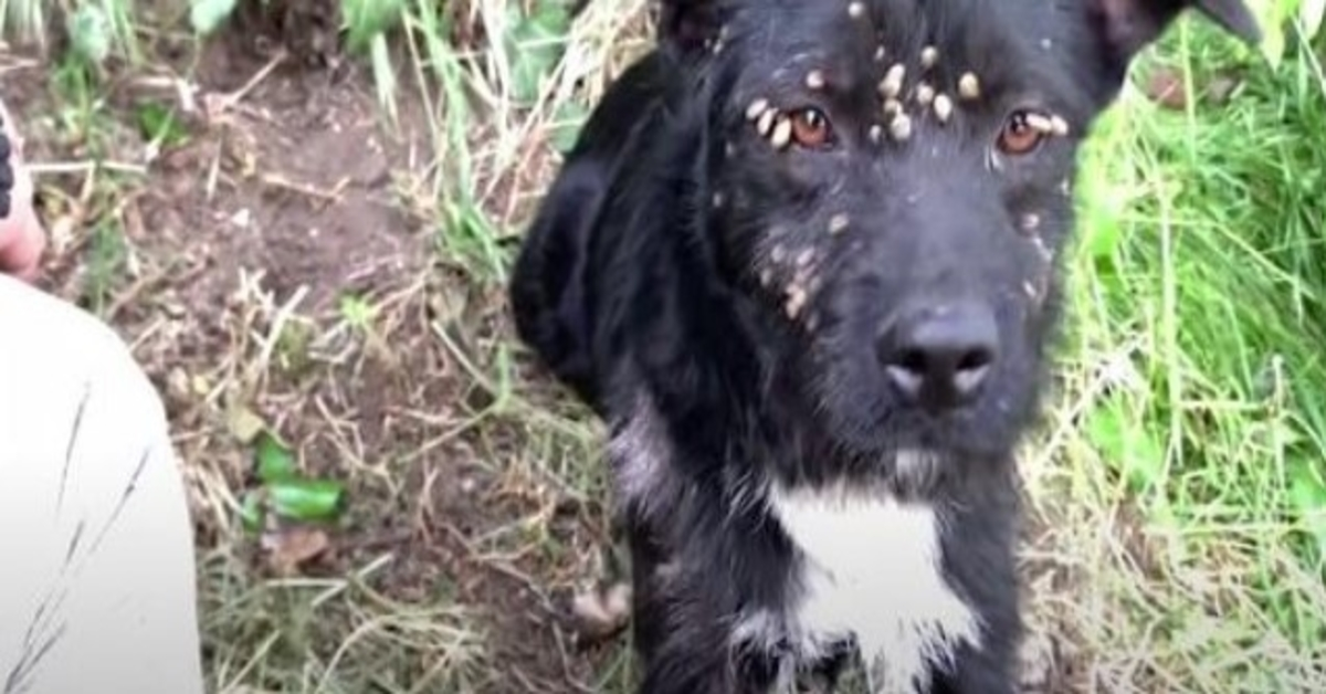 Abandoned Sad Dog Covered with Ticks and Tied to Post Rescued