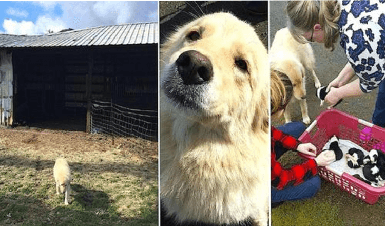 Mama Dog Left Devastated After She Loses 7 Pups Due To Fire Then They Showed Her A Litter Of Orphans