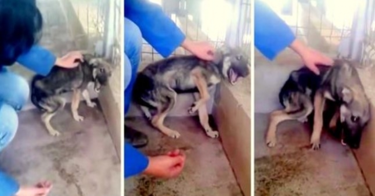 Dog Was So Abused That She Loudly Shrieks In Fear When Rescuer Tries To Touch Her