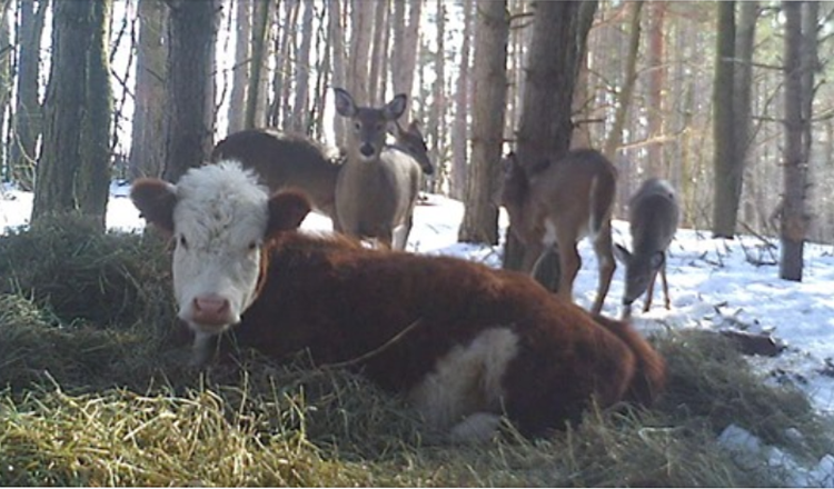 Baby Cow Escapes Slaughterhouse And Is Adopted By Family Of Wild Deer