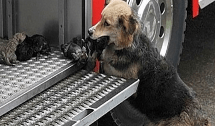 Heroic Mother Dog Went Through A Fire Several Times To Rescue Her Puppies