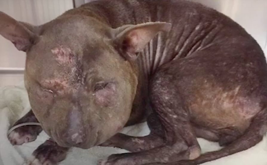 Pup Was So Abused, She Didn’t Even Look Like A Dog And He Doesn’t Know Why No One Wants Him