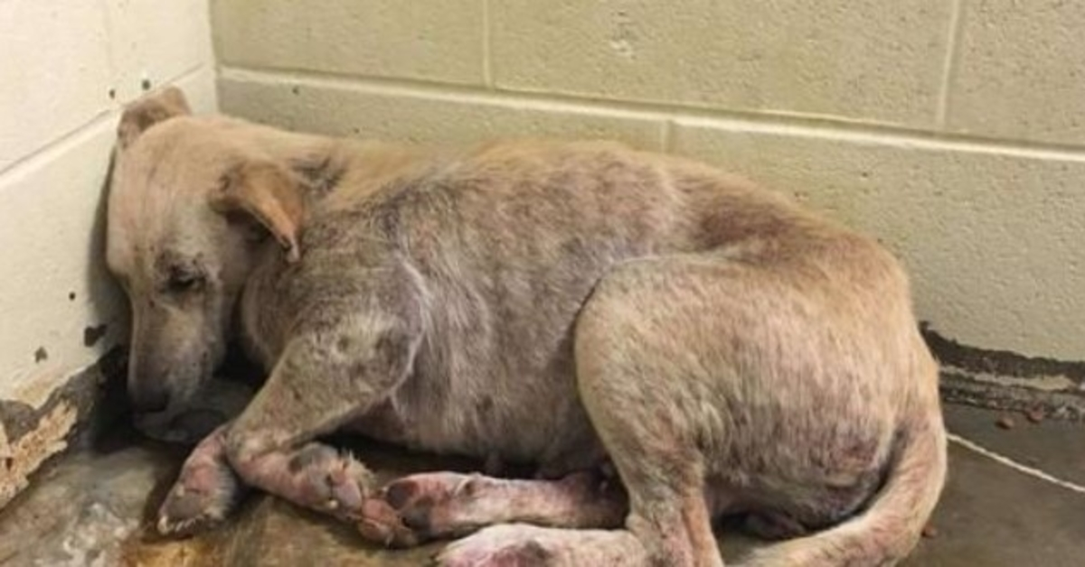 Dog Left To Die With His Family Was Too Scared To Lift His Head