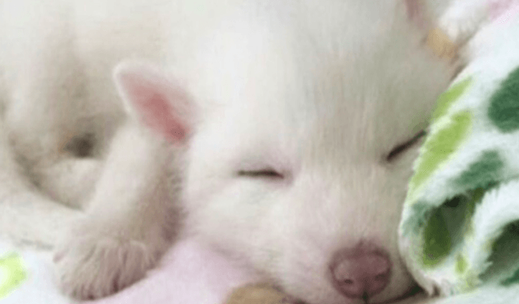 The girl bought a cute white puppy. He grew up and turned out not to be a dog, but a unique wild animal