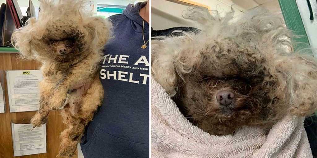 Neglected For 10 Years, Senior Dog Had Maggots Crawling In His Infected Skin