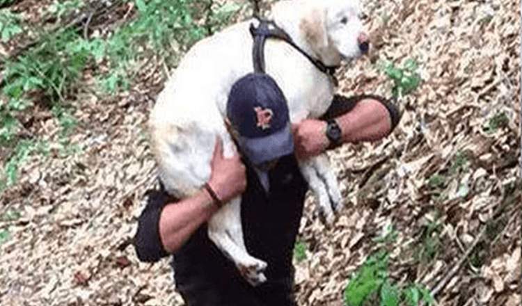 Blind Dog Missing For Over A Week Is Rescued