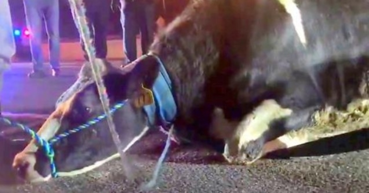 Pregnant cow desperate to save baby, jumps off truck on way to slaughterhouse