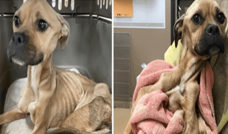 Dog Starved & Beaten Fights For Her Life, Keeps Kissing Her Veterinarians