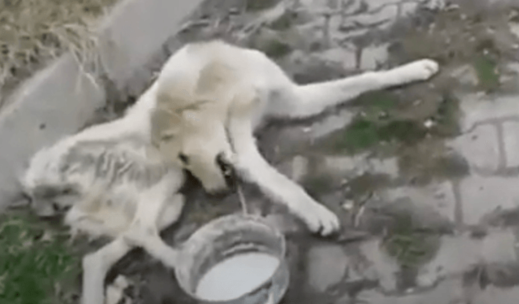 Paralyzed Stray With Twisted Body Lays In The Street In Pain Ignored By Everyone