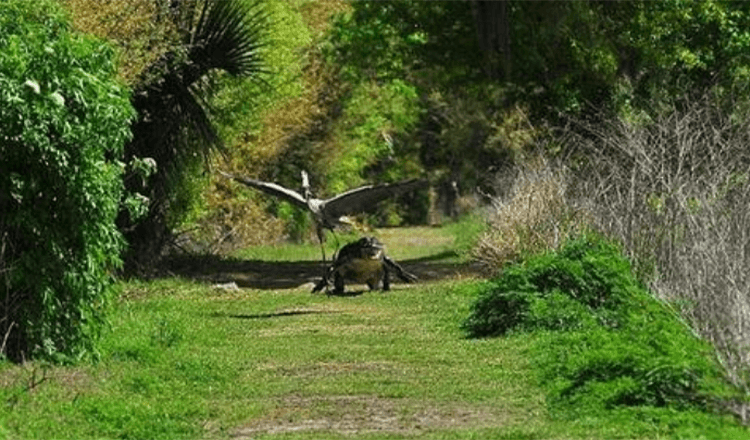 That’s My Baby! Cheeky Heron Is Chased By Infuriated Alligator Mother After It Swipes Youngster From Her Nest