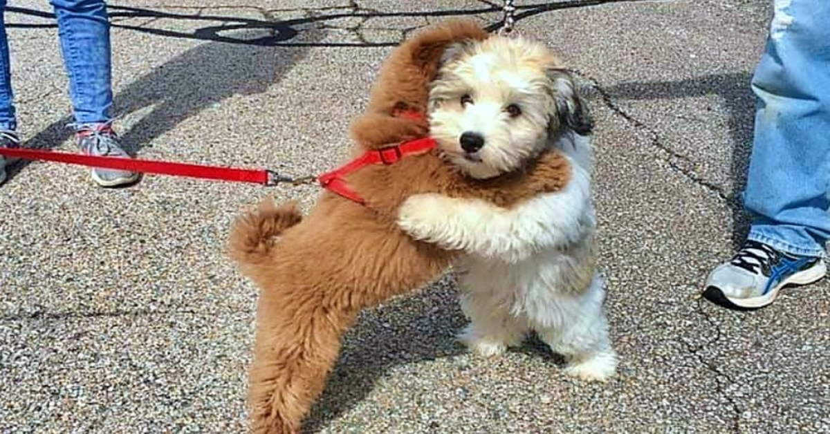 Puppy Best Friends Greet One Another With A Hug Every Time They See Each Other