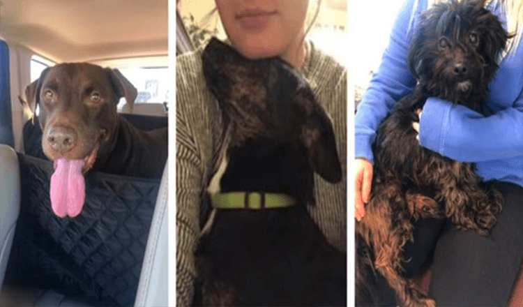 Woman Heads To Shelter To Save Dog On Death Row, But Ends Up Rescuing Three Dogs