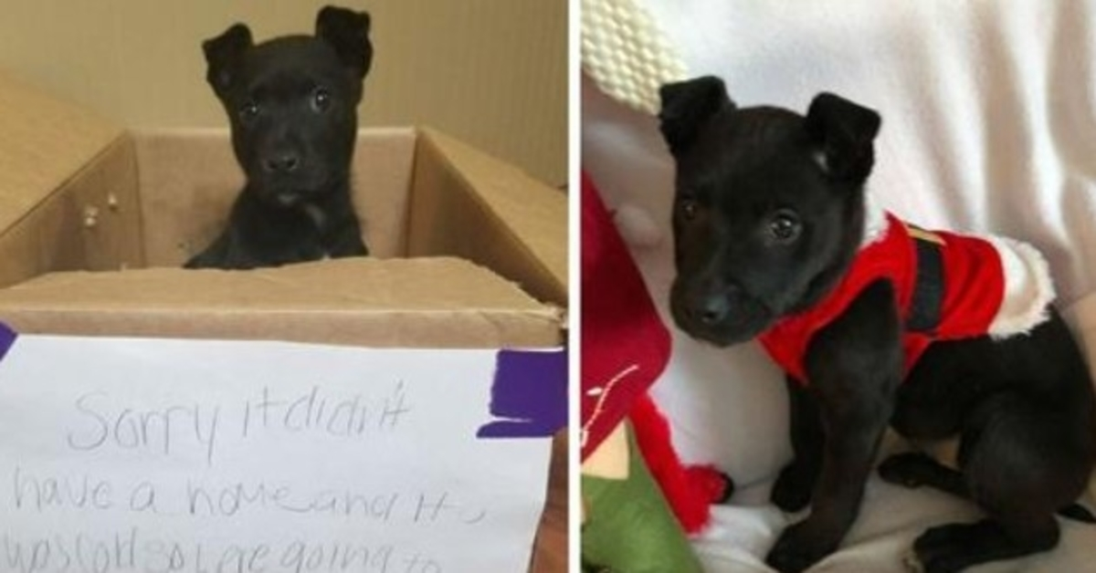 Little Boy Left A Puppy In A Box At The School Door And Flees The Scene