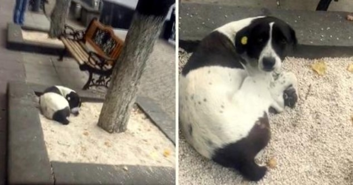 Elderly Man Sees His Lost Dog On A Tree Bed After 3 Years And Calls His Name