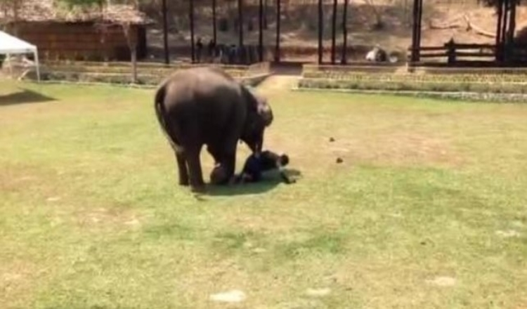 Elephant Witnesses ‘Attack’ On Her Caregiver And Rushes To The Rescue