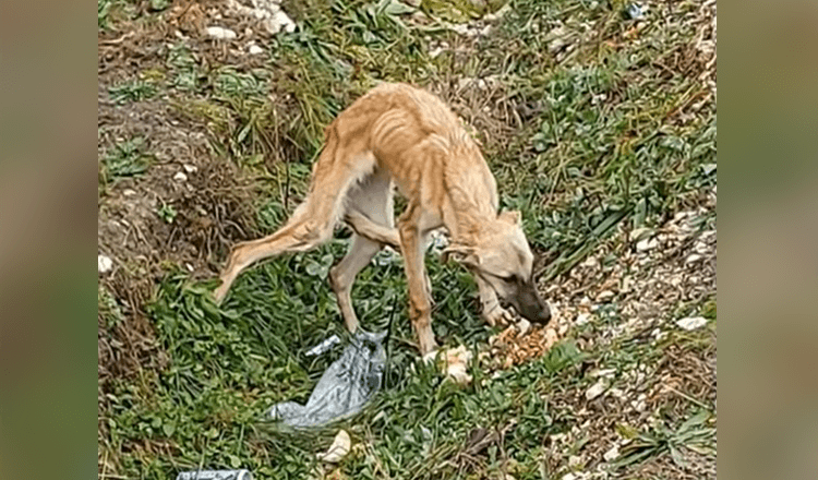 He Found A Scared Dog Who Doesn’t Trust People At All And Is Very Sad