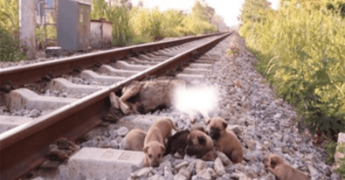 Rescue 6 poor puppies on the train tracks when their mother is no more