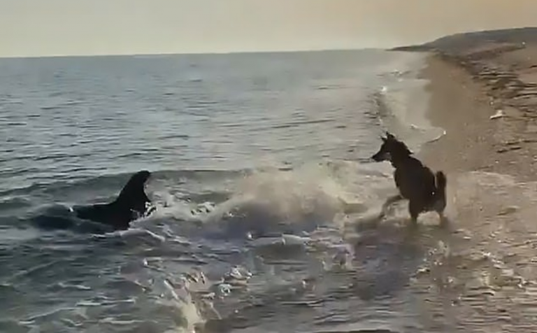 Incredible Video Shows Dog And Dolphin Playing Together At The Beach