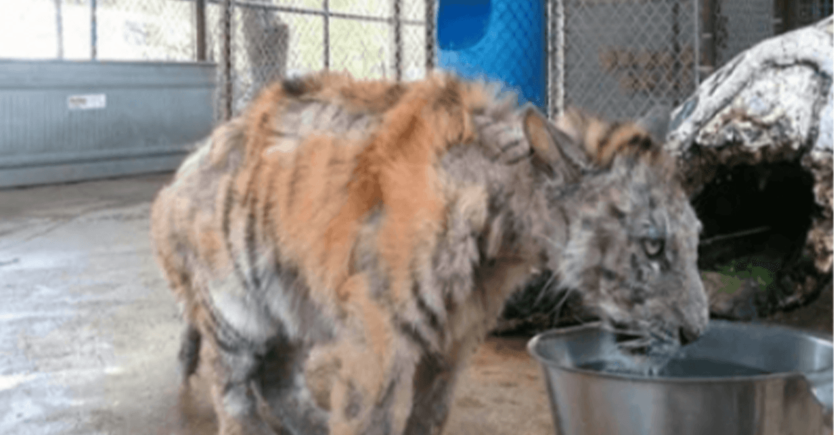 Neglected tiger cub gets rescued from circus, makes an incredible recovery