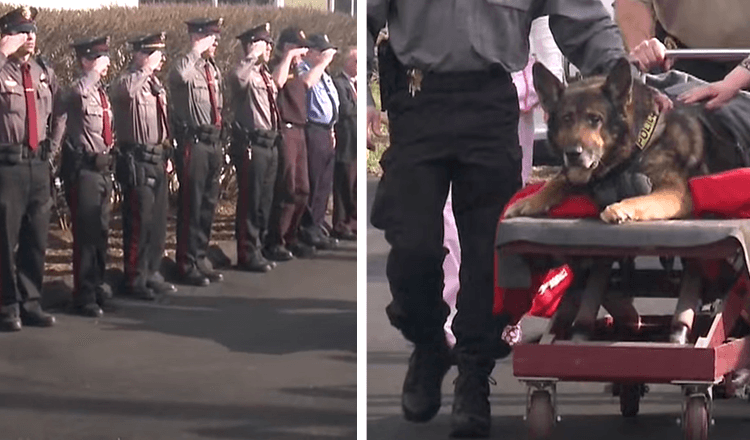 K9 Is Honored With 1 Last Ride In Police Car Before Being Put To Sleep