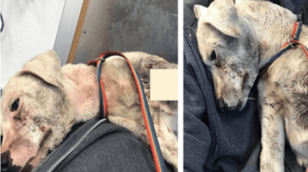 Severely Injured Dog Drags Herself Over To Jogger Who Finds Her