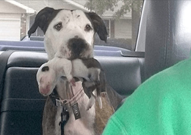 Abused Pit Bull Thrown from Moving Car Rescued Just in Time