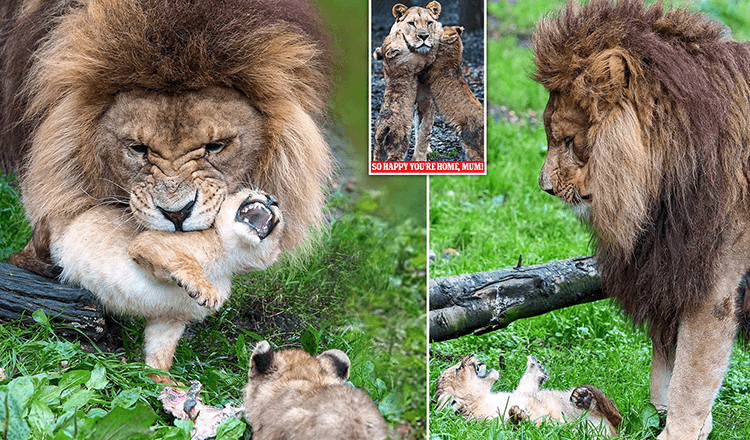 Father lion struggles to take care of 5 unruly cubs while their mother recovers from being attacked by another lioness