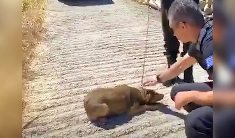 Dog Who Spent Her Entire Life On A Chain Can Now Only Walk In Circles