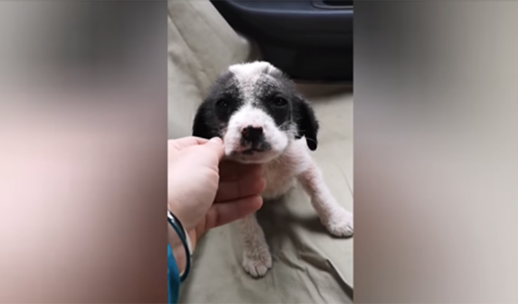 Sick Puppy Found Alone In Woods Crying Is Now Very Scared