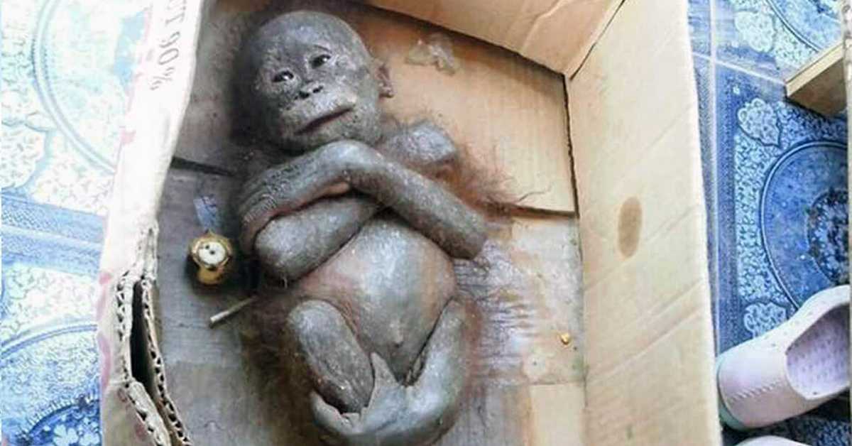 Newborn Monkey Found Mummified Inside A Cardboard Box, Shows Incredible Transformation